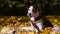 Cute Jack russel terrier portrait