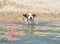 CUTE JACK RUSSELL DOG PLAYING IN WATER WITH A LITTLE SPLASH IN A