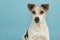 Cute jack russell dog portrait on a blue background
