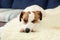 Cute jack russell dog resting on bed in sunny day on blanket. Pets care. Portrait dog tired sleeps on couch. Feeling tired or bore