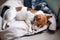 Cute jack russell dog sleeping on the warm jacket of his owner. Dog resting or having a siesta, daydreaming.