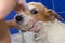 CUTE JACK RUSSELL DOG TAKING A BATH BY ITS LITTLE OWNER AND LOOK