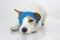 CUTE JACK RUSSELL DOG VERY SICK WITH BLUE BANDAGES ISOLATED, ON