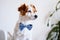 Cute jack russell dog working on laptop at home. Elegant dog wearing a bow tie. Stay home. Technology and lifestyle indoors