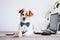 Cute jack russell dog working on laptop at home. Elegant dog wearing a bow tie. Stay home. Technology and lifestyle indoors