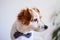 Cute jack russell dog working on laptop at home. Elegant dog wearing a bow tie. Stay home. Technology and lifestyle indoors