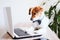 Cute jack russell dog working on laptop at home. Elegant dog wearing a bow tie. Stay home. Technology and lifestyle indoors