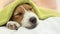 Cute Jack Russell puppy dog sleeping after grooming