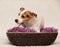 Cute jack russell on purple blanket in basket