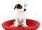 Cute Jack Russell sitting on a red stool