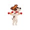 Cute jack russell terrier athlete exercisng with dumbbells, funny sportive pet dog character doing sports vector