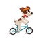 Cute jack russell terrier athlete riding a bike, funny sportive pet dog character doing sports vector Illustration on a