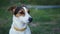 Cute Jack Russell Terrier dog