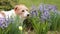 Cute jack russell terrier dog looking through the flowers in spring