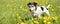 Cute Jack Russell Terrier dog is standing in a blooming meadow with dandelions in spring 3 years old