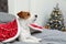 Cute Jack Russell Terrier dog under blanket on bed in room decorated for Christmas, space for text
