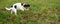 Cute Jack Russell Terrier dog is waiting in front of a mouse hole in a meadow