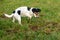 Cute Jack Russell Terrier dog is waiting in front of a mouse hole in a meadow