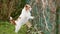 Cute jack russell terrier dog waiting and looking over the fence