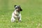 Cute Jack Russell Terrier male. Active dog plays with his ball with power and