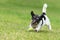 Cute Jack Russell Terrier male. Active dog plays with his ball with power and