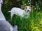 Cute Jack Russell Terrier outdoor eats grass