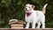 Cute jack russell terrier pet dog listening next to books, puppy training