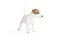 Cute jack russell terrier puppy