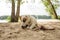 Cute Jack Russell Terrier puppy chewing a rope on the beach