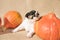 Cute Jack Russell Terrier puppy dog with pumpkin - preparation for Halloween