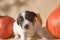 Cute Jack Russell Terrier puppy dog with pumpkin - preparation for Halloween