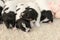 Cute Jack Russell Terrier puppy dogs 12 days old. A litter of doggys lie next to each other and sleep