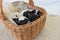 Cute Jack Russell Terrier puppy dogs 12 days old. a litter of young whelp lie in a basket and sleeping