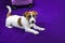 cute Jack Russell Terrier puppy lies on a purple background next to a suitcase. Traveling with puppies and transfer