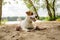 Cute Jack Russell Terrier puppy playing with a rope on the beach