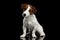 Cute Jack Russell Terrier Puppy Sits on Mirror, Looking Camera