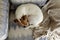 Cute Jack Russell Terrier puppy sleeping curled up in a ball on the arm chair at home. Adorable doggy having a nap in nose-to-tail