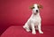 Cute jack russell terrier sitting