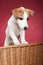 Cute jack russell terrier in wicker basket