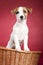 Cute jack russell terrier in wicker basket