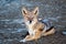 Cute Jackal (Canis aureus) resting on the ground in Diaz Point Namibia during the daytime