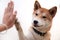Cute japanese dog give hi-five for buddy greeting symbol