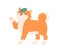 Cute Japanese dog of Shiba Inu breed playing with leaf. Adorable playful kawaii puppy. Happy doggy. Colored flat vector