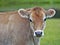 Cute Jersey Cow Calf at summer pasture, looking, curious