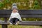 Cute joyful blonde kid sitting on a bench outside in a park after playing in dirt. Happy child wearing a hat outside on a spring