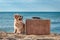 Cute joyful dog chihuahua traveler, vintage brown suitcase on sandy beach, summer vacation, blue sea and sky background