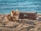 Cute joyful dog chihuahua traveler, vintage brown suitcase on sandy beach, summer vacation, blue sea and sky background