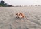 A cute and  joyful mongrel dog lies on the sand on the beach under the sun at sunset