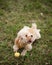 Cute joyful puppy of toy poodle with a light color is resting and playing on the lawn