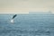 Cute jumping dolphin in the sea on a foggy day with a big ship in a background